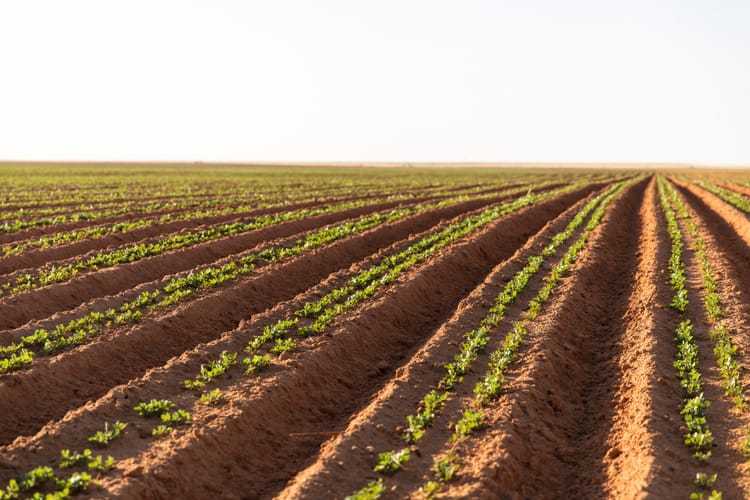 Technology to Help You Thrive: Precision Planting